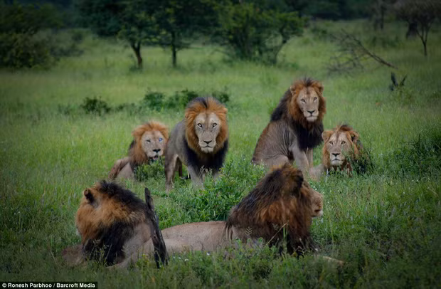 Tại khu bảo tồn thiên nhiên hoang dã Sabi Sands, nằm giữa vườn quốc gia Kruger, Nam Phi, có một bầy sư tử đực bờm đen cực kỳ nổi tiếng, được gọi là bầy sư tử Mapogo.