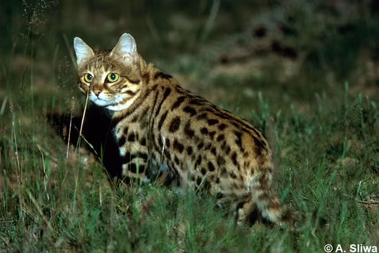 Theo quan sát, mèo chân đen không tấn công theo kiểu rình và vồ mồi, thay vào đó chúng lặng lẽ tiếp cận con mồi rồi tung đòn quyết định, dựa vào bóng đêm để che giấu hành tung của chúng.