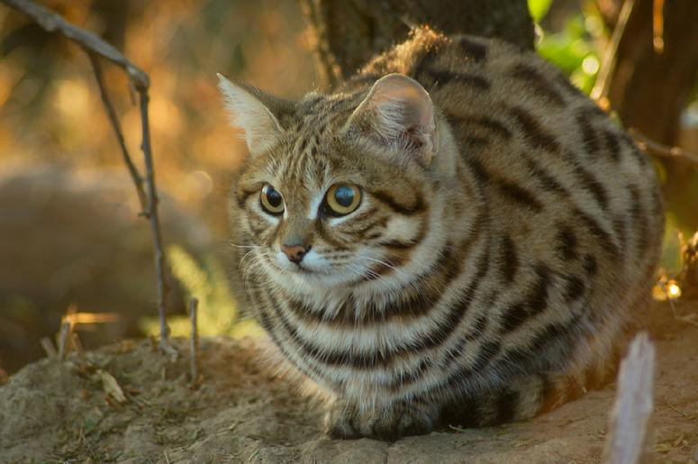 Mèo chân đen là những kẻ săn mồi rất tích cực, chúng có thể săn bắt được đến 14 con mồi (kích thước nhỏ) chỉ trong vòng một đêm.