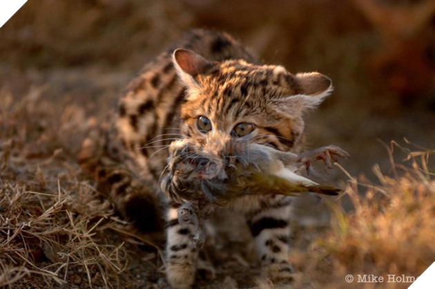 Một truyền thuyết của người bộ tộc San nói rằng một con mèo chân đen có thể giết chết một con hươu cao cổ bằng cách cắn đứt động mạch cổ của chúng.