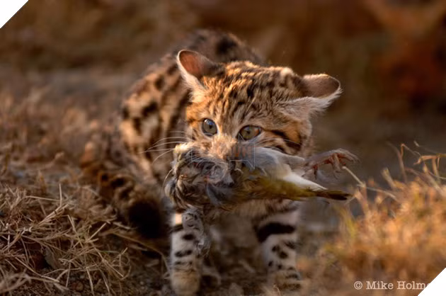 Một truyền thuyết của người bộ tộc San nói rằng một con mèo chân đen có thể giết chết một con hươu cao cổ bằng cách cắn đứt động mạch cổ của chúng.