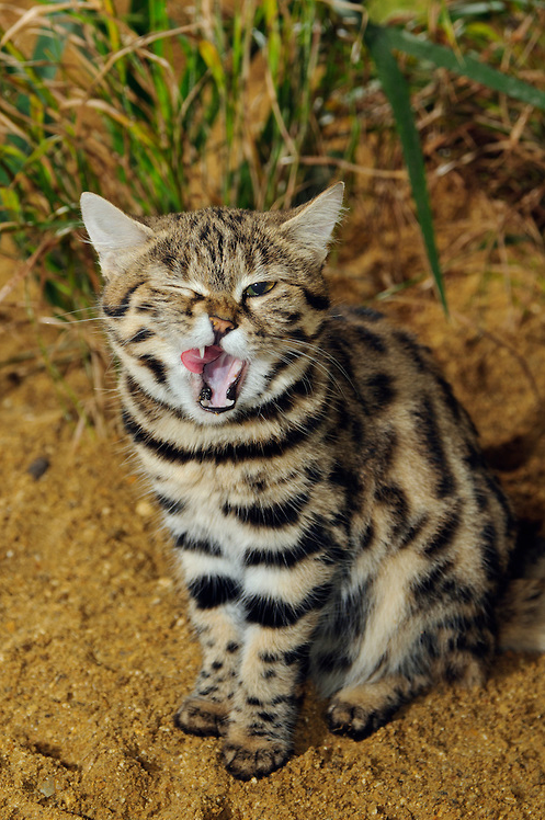 Thêm vào đó, mèo chân đen còn có phương pháp đi săn kiểu đánh lạc hướng. Chúng phục sẵn phía ngoài hang ổ của con mồi, giả vờ nhắm tịt đôi mắt nhưng thực ra luôn cảnh giác trước bất cứ tiếng động lạ nào.