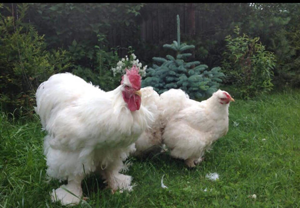 Gan nua trieu dong 1 con ga “khong lo” moi no, mua phai dat truoc-Hinh-2