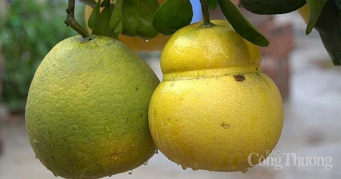 Doc dao thi truong buoi bonsai hinh ho lo dip Tet Canh Ty 2020-Hinh-3