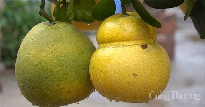 Doc dao thi truong buoi bonsai hinh ho lo dip Tet Canh Ty 2020-Hinh-3