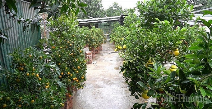 Doc dao thi truong buoi bonsai hinh ho lo dip Tet Canh Ty 2020