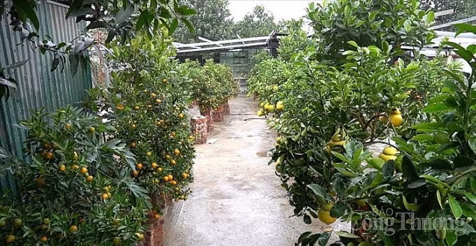 Doc dao thi truong buoi bonsai hinh ho lo dip Tet Canh Ty 2020