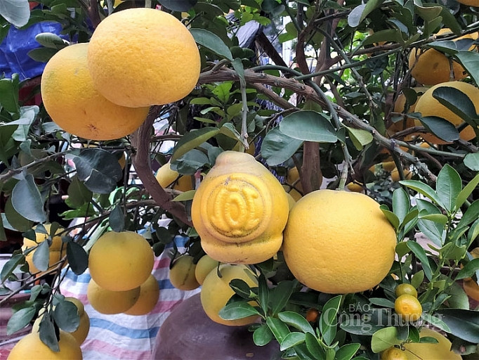 Doc dao thi truong buoi bonsai hinh ho lo dip Tet Canh Ty 2020-Hinh-7