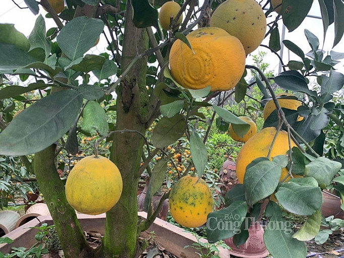 Doc dao thi truong buoi bonsai hinh ho lo dip Tet Canh Ty 2020-Hinh-8