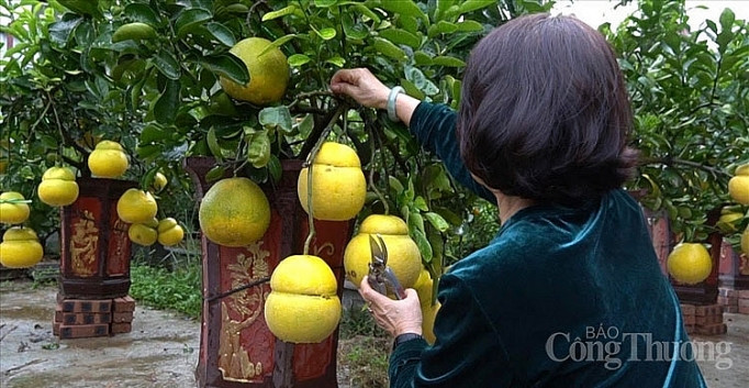 Doc dao thi truong buoi bonsai hinh ho lo dip Tet Canh Ty 2020-Hinh-2