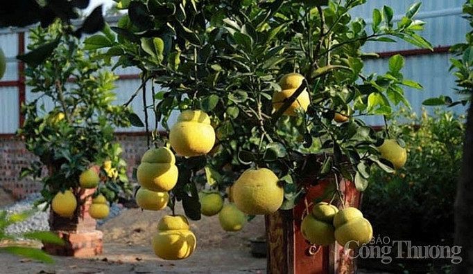 Doc dao thi truong buoi bonsai hinh ho lo dip Tet Canh Ty 2020-Hinh-5