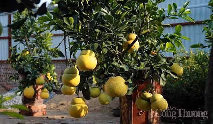 Doc dao thi truong buoi bonsai hinh ho lo dip Tet Canh Ty 2020-Hinh-5