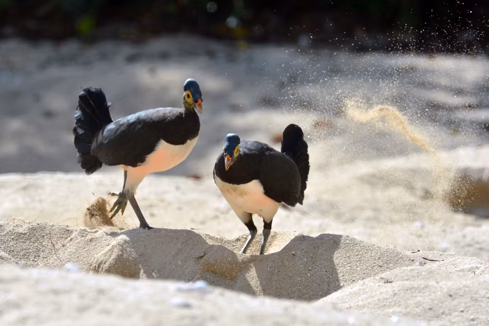 Bat ngo suc song loai chim dang thuong bi bo roi tu trong trung