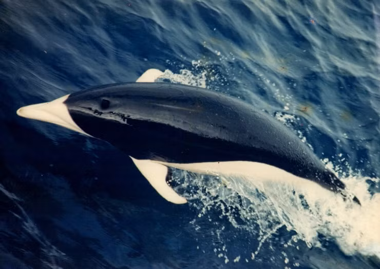 Cũng chính vì lý do này, cá heo đầu bò phương Nam còn có cái tên khác là cá heo âm dương.