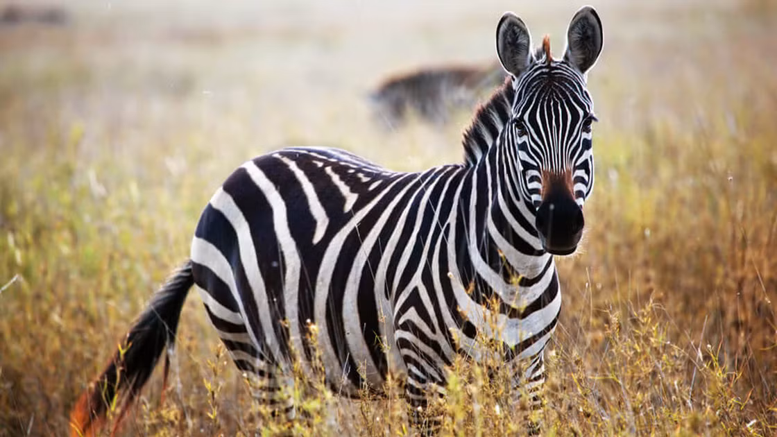 Sọc đen trắng trên cơ thể ngựa vằn được cho là để chống nắng, kiểm soát nhiệt độ cơ thể. Đồng thời, các sọc này cũng là để chống ruồi muỗi. Các nhà khoa học nhận ra, các sọc của ngựa vằn khiến ruồi, muỗi bị mất phương hướng nên cuối cùng chúng đâm sầm vào ngựa vằn thay vì hạ cánh thành công.