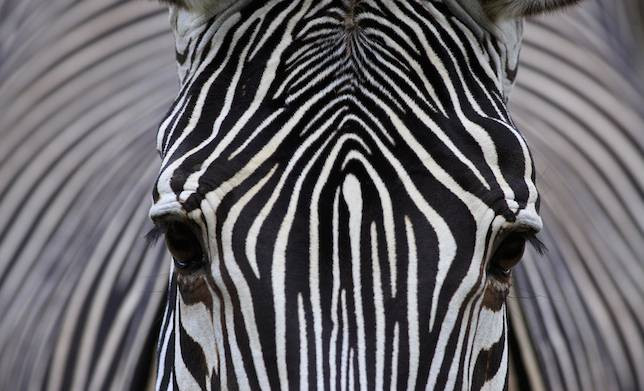 Mỗi loài ngựa vằn có các loại sọc khác nhau, mỗi con ngựa vằn lại có mẫu dọc riêng, không con nào giống con nào. Những sọc này độc đáo như dấu vân tay.