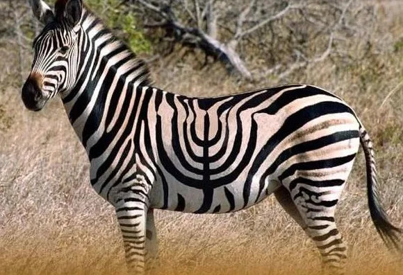 Ngựa vằn đã được lai với các loài ngựa khác từ thế kỷ 10. Kết quả cho ra nhiều giống ngựa kì quặc khác nhau.