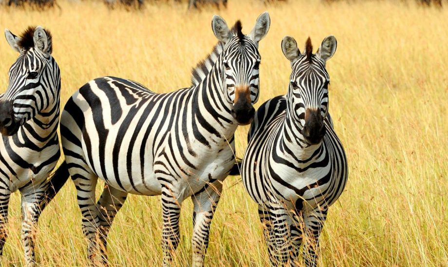 Khi bị dồn vào đường cùng, ngựa vằn có thể giết chết sư tử bằng một cú đá cực nhanh cực mạnh khiến sư tử vỡ hàm rồi chết.