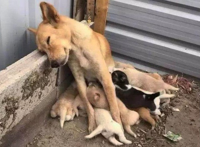 Xot xa cho me da boc xuong va su that cam dong phia sau-Hinh-4