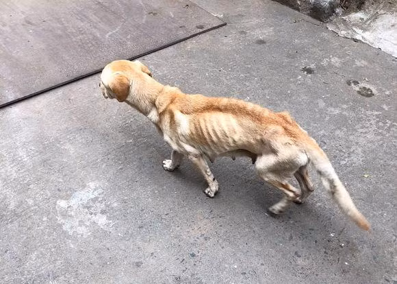 Xót xa chó mẹ da bọc xương và sự thật cảm động phía sau - Hình 2 Xot xa cho me da boc xuong va su that cam dong phia sau-Hinh-2