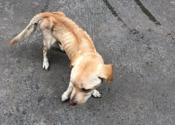 Xot xa cho me da boc xuong va su that cam dong phia sau