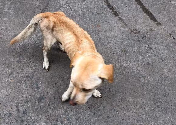 Xót xa chó mẹ da bọc xương và sự thật cảm động phía sau Xot xa cho me da boc xuong va su that cam dong phia sau