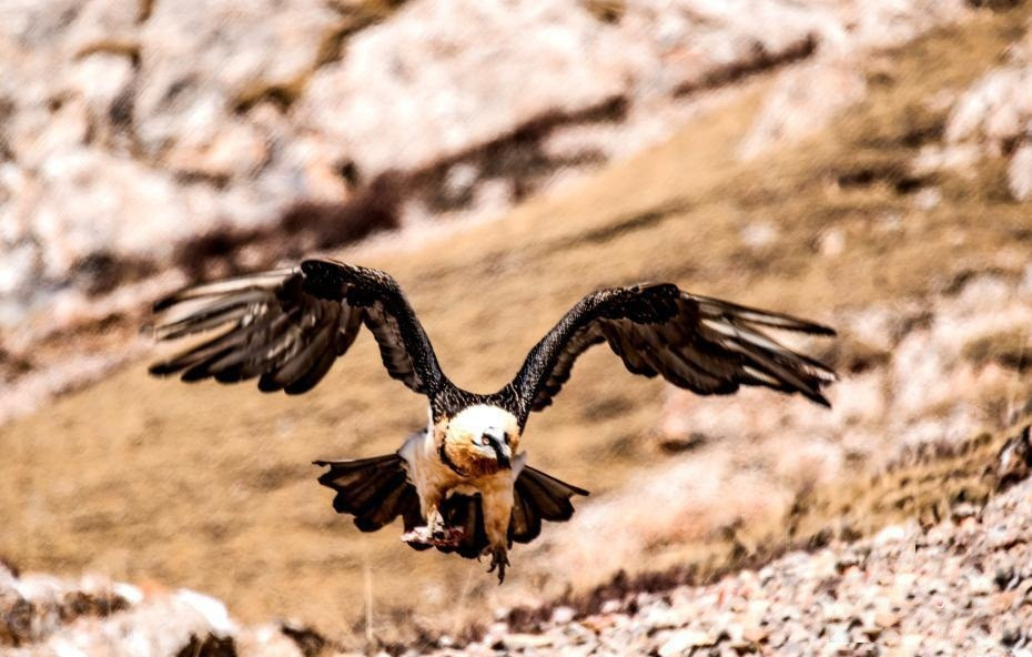 Anh hiem ve nhung con ken ken an 