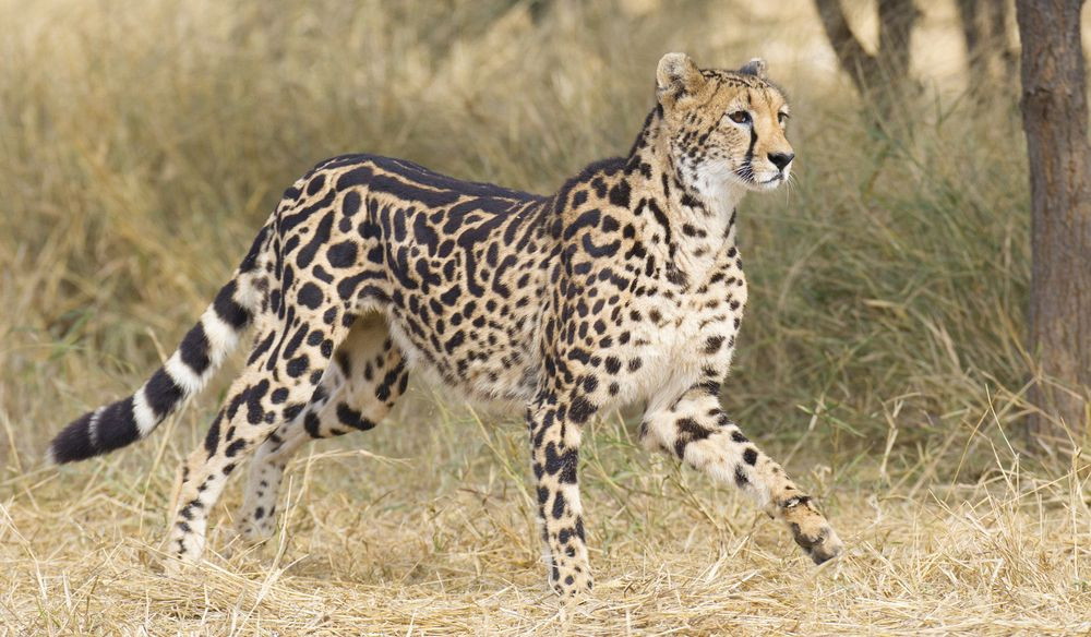 Báo đốm vua từng được cho là một tiểu loài riêng biệt. Nhưng thật ra, chúng là những con báo đốm châu Phi có bộ lông thể hiện mẫu đốm đột biến cực hiếm.