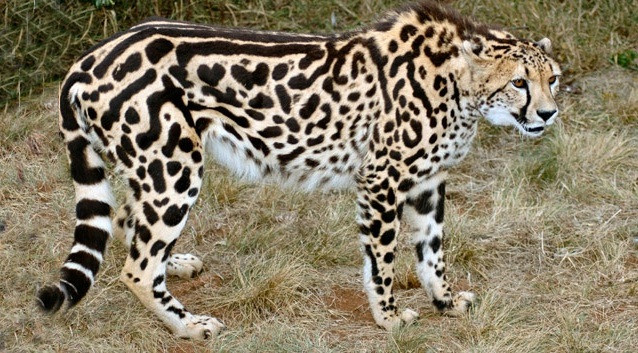 Trong khoảng 6 - 12 cá thể đó, các loài báo đốm hiện tại đều được nhân giống từ đó. Những alen hiếm có tồn tại trong vốn gen của báo đốm nhưng hiếm khi nào kết hợp lại.