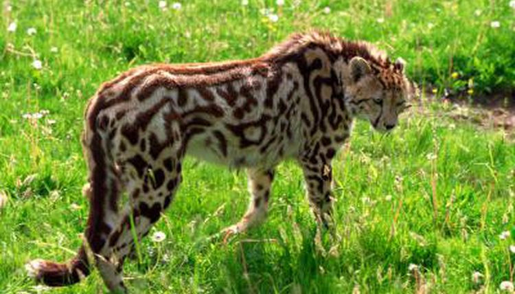 Mẫu gen lặn này phải được truyền lại từ cả cha và mẹ. Có nghĩa là, báo đốm vua chỉ được sinh ra khi cha và mẹ mình đều mang huyết thống "hoàng tộc".