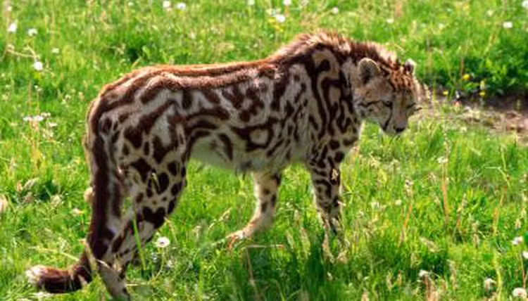 Mẫu gen lặn này phải được truyền lại từ cả cha và mẹ. Có nghĩa là, báo đốm vua chỉ được sinh ra khi cha và mẹ mình đều mang huyết thống "hoàng tộc".