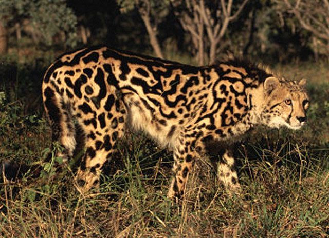 Vẻ đẹp tuyệt mỹ của báo đốm vua.