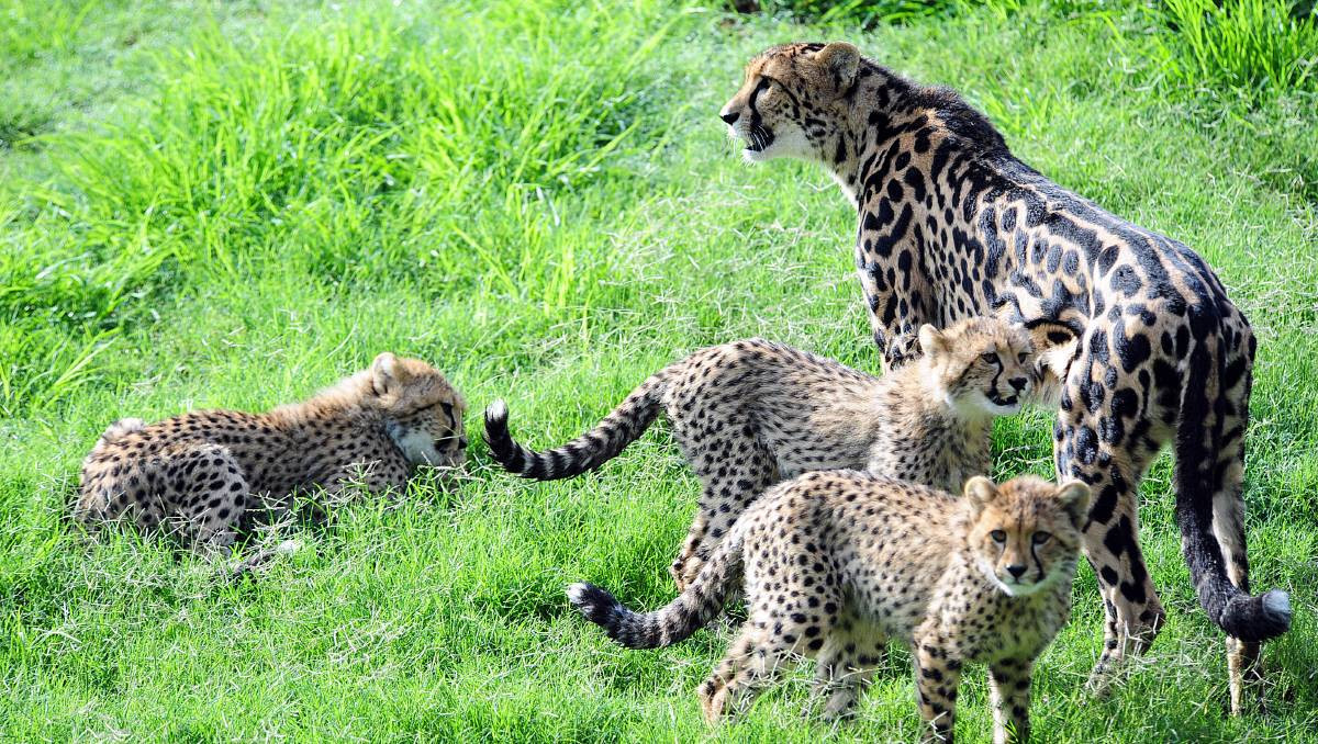 Báo đốm vua được cho là loài báo đốm vĩ đại là bởi trong suốt quá trình tiến hóa, một dịch bệnh thảm khốc đã càn quét và chỉ còn vài con báo đốm sống sót.