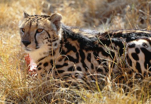 Đáng tiếc, báo đốm vua ngày càng khan hiếm vì con mẹ thường sẽ giết luôn chính con mình vì vẻ ngoài khác biệt. Mặc dù chính bản thân báo mẹ cũng mang huyết thống cao quý, hiếm có này.