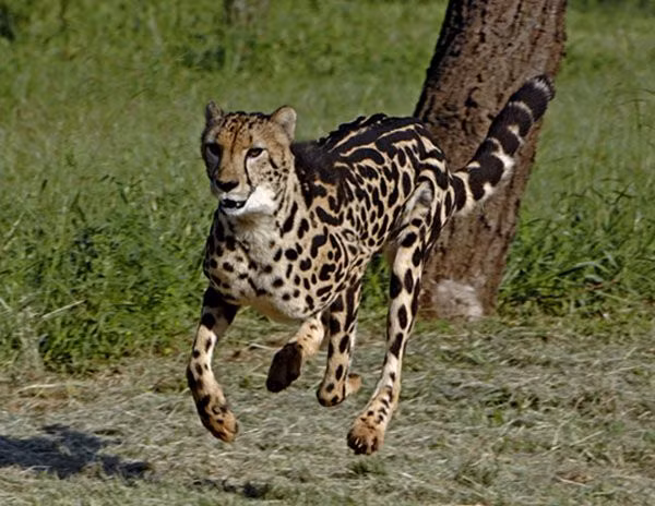 Những địa điểm phát hiện ra báo đốm vua là ở Zimbabwe, Botswana và tỉnh Transvaal nằm ở phía Bắc Nam Phi.