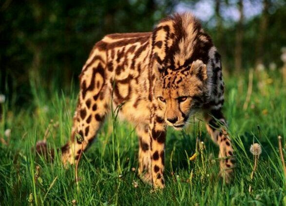 Dáng vẻ cực ngầu của báo đốm vua.