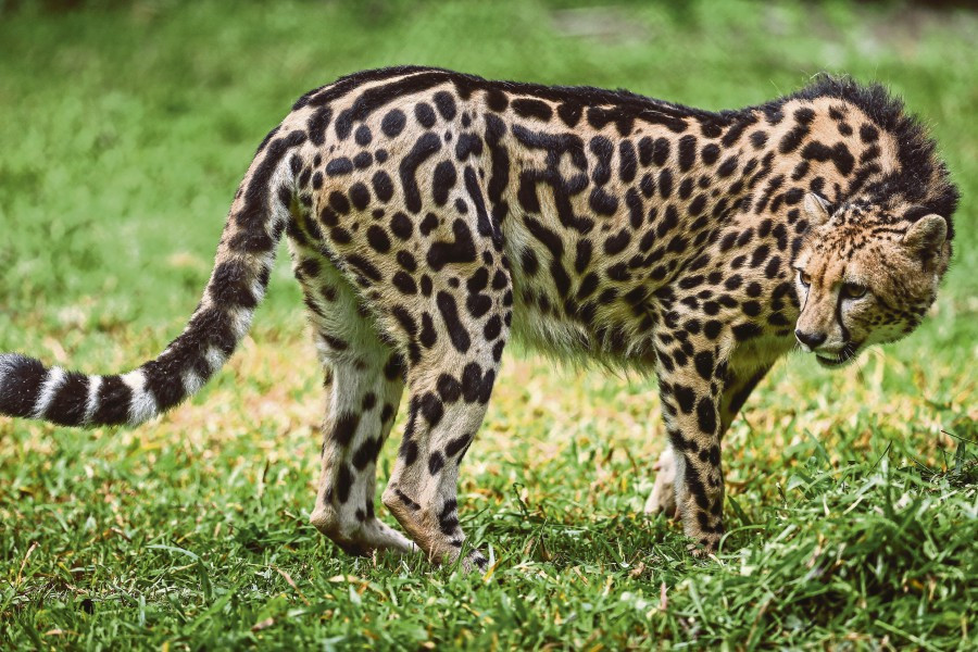 Nếu báo đốm vua hạ mình, giao phối với những con báo đốm châu Phi bình thường khác, dòng máu cao quý sẽ bị "pha loãng", chúng sẽ chỉ sinh được những con báo đốm thường.