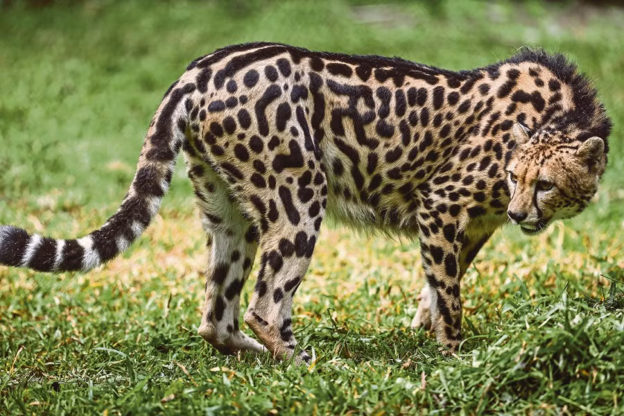 Nếu báo đốm vua hạ mình, giao phối với những con báo đốm châu Phi bình thường khác, dòng máu cao quý sẽ bị "pha loãng", chúng sẽ chỉ sinh được những con báo đốm thường.