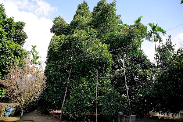 Doc dao cay mang cut gan 100 tuoi o Quang Nam