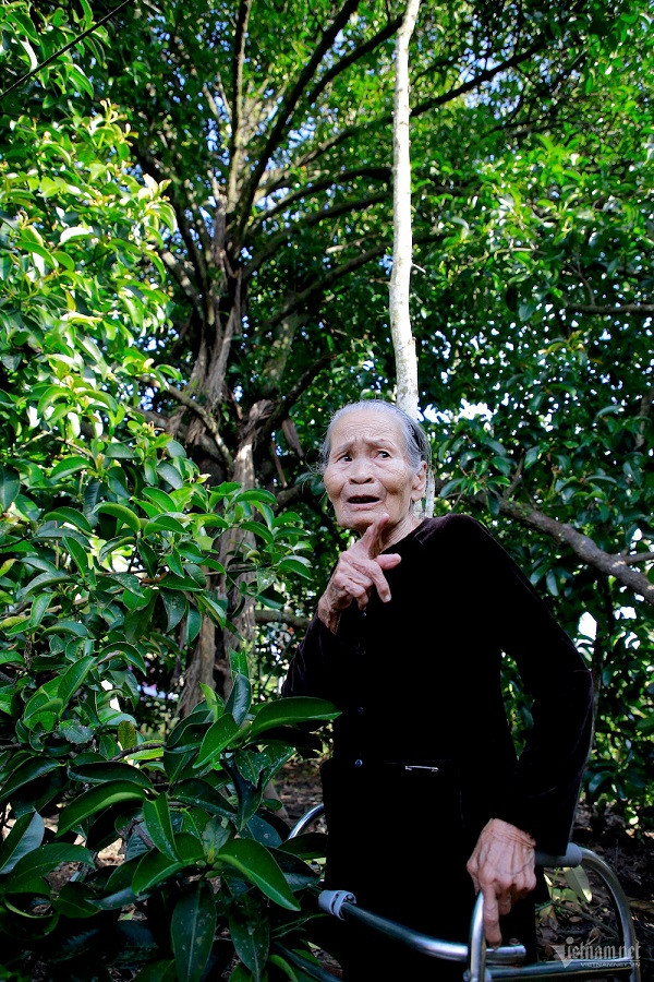 Doc dao cay mang cut gan 100 tuoi o Quang Nam-Hinh-3