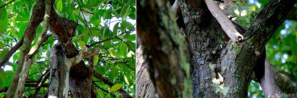 Doc dao cay mang cut gan 100 tuoi o Quang Nam-Hinh-5