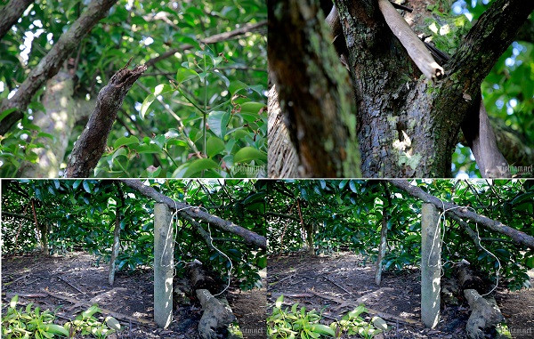 Doc dao cay mang cut gan 100 tuoi o Quang Nam-Hinh-6