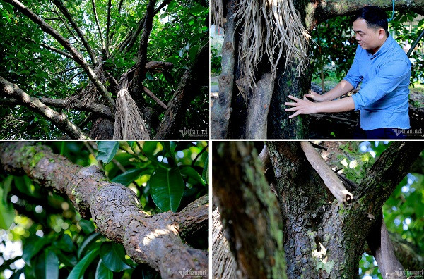 Doc dao cay mang cut gan 100 tuoi o Quang Nam-Hinh-4