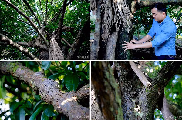 Doc dao cay mang cut gan 100 tuoi o Quang Nam-Hinh-4