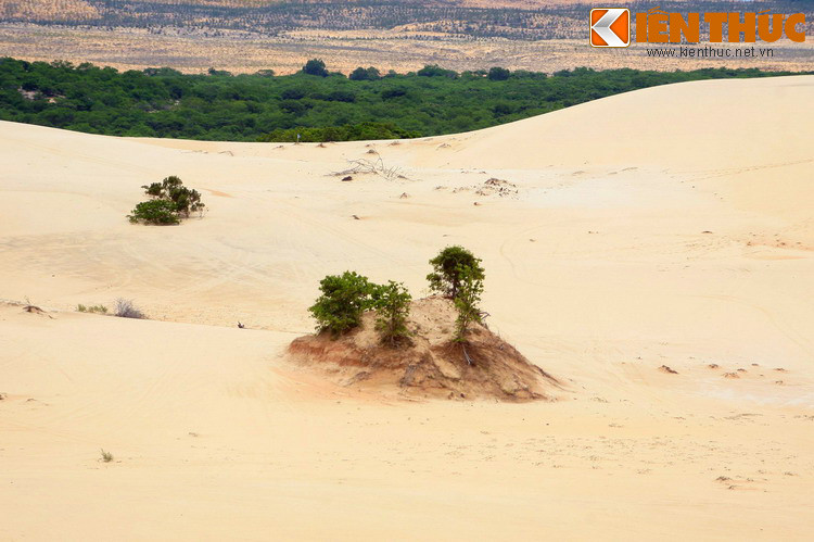 Thảm thực vật trên đồi cát Mũi Né mang những nét đặc thù của hệ sinh thái sa mạc, với sự hiện diện của các loài cây bụi thấp, có khả năng tồn tại trong điều kiện khô và nóng.