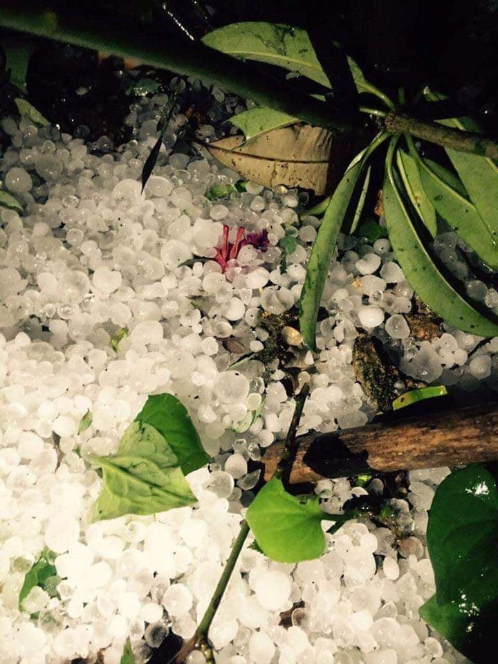 Mưa đá hạt to gây ảnh hưởng thiệt hại lớn cho người dân. Giáp với Yên Bái là Lào Cai cũng xuất hiện mưa đá. (Ảnh NDCC).