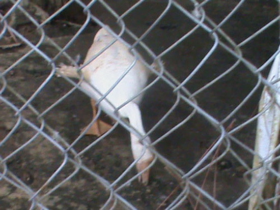 Chú vịt 4 cánh xuất hiện ở Đà Lạt cũng được xem là một trong những con vật quái dị.