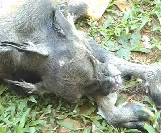 Chủ nhân của con vật quái dị nhất Việt Nam trên cho biết, lúc chuẩn bị chuyển dạ, trâu mẹ có hiện tượng hơi bất thường và có vẻ khó đẻ hơn những con trâu khác. Chính vì thế mà việc sinh nở của nó rất khó khăn, gia phải nhờ tới 5 người cùng hỗ trợ mới lấy được chú nghé con ra khỏi bụng mẹ.