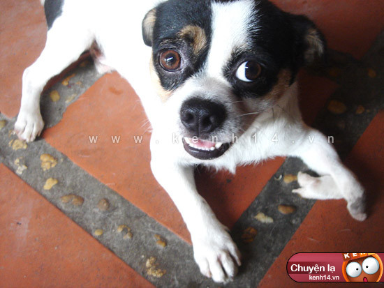 Chú chó kì dị với 5 chân xuất hiện ở Tây Sơn, Hà Nội. &gt;&gt;&gt; Xem thêm video: Người hùng bảo vệ động vật hoang dã ở Cúc Phương Nguồn VTC.