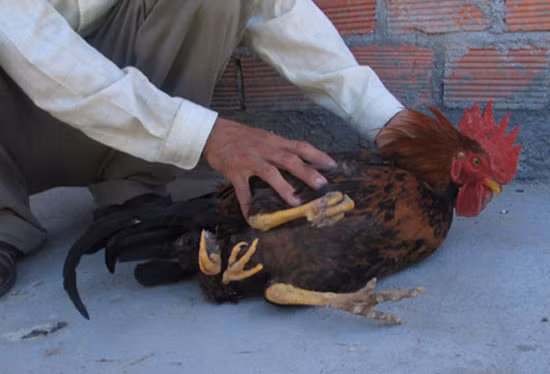 Người này cho hay, cho biết gà trống này được 10 tháng tuổi và cân nặng hơn 3kg. Thấy chú gà lạ hiếm thấy, nhiều người đến xem và ngỏ ý mua với giá cao nhưng chủ nhân đều từ chối.